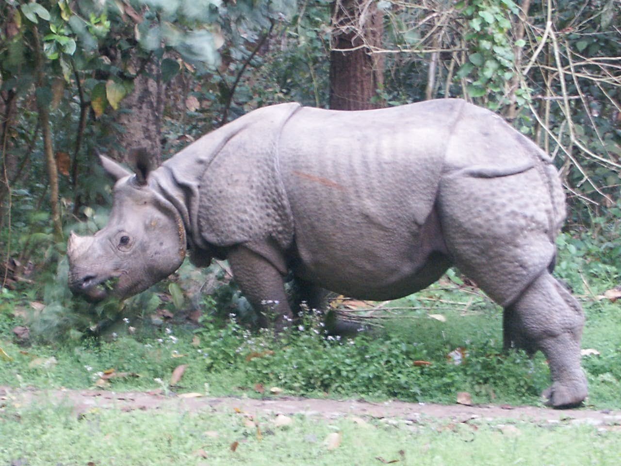 Rhino 1585221550