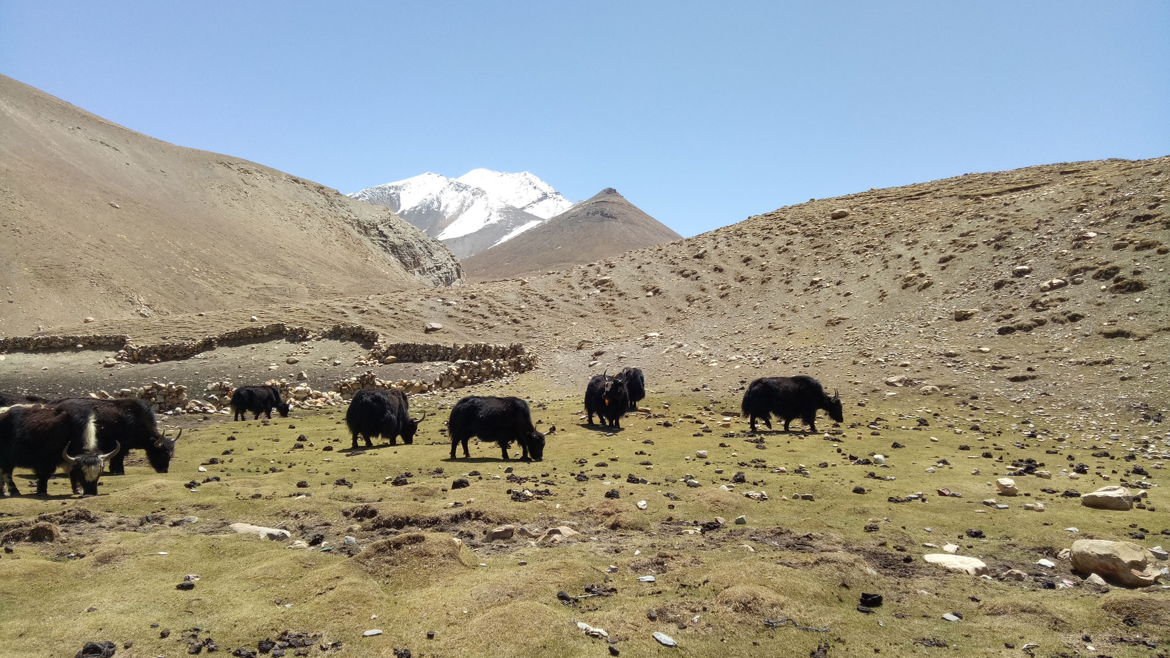 Nomad camp upper mustang