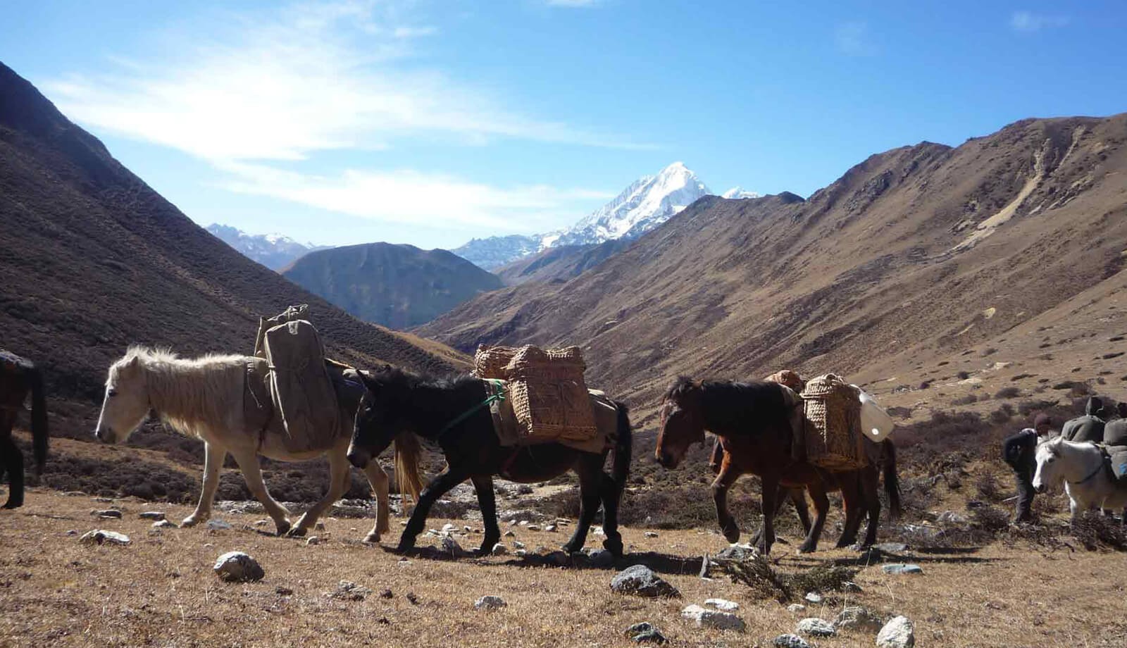 dpt horses