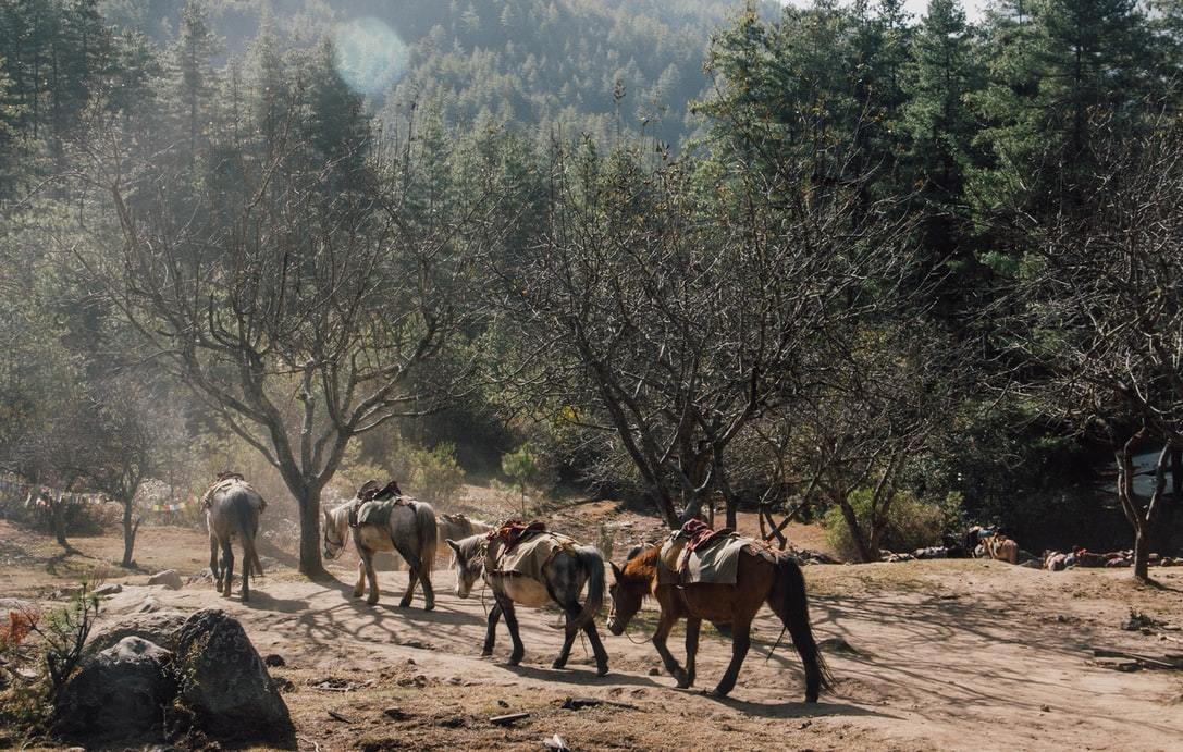 ggt horses