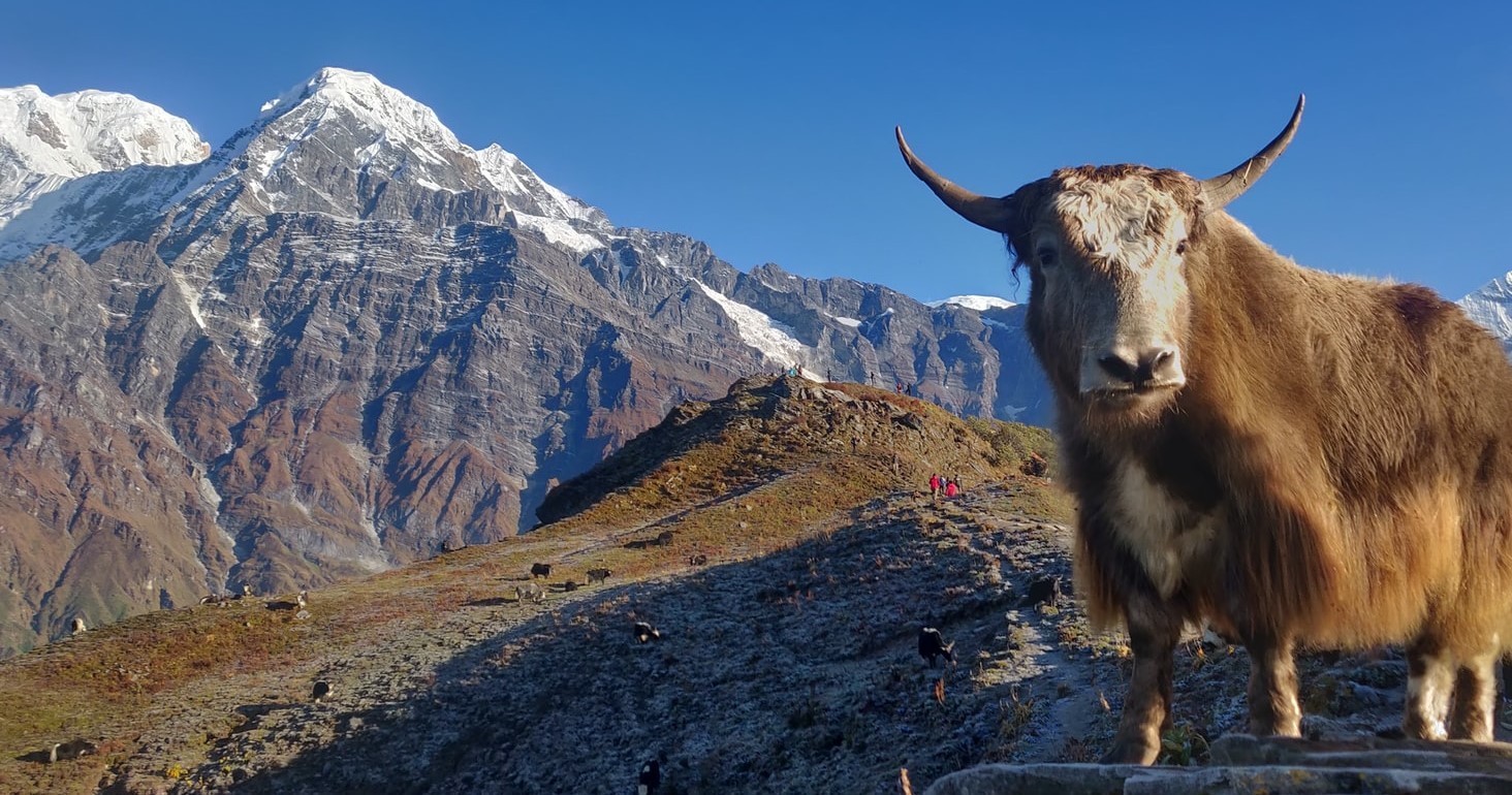 mardi himal cute yakk