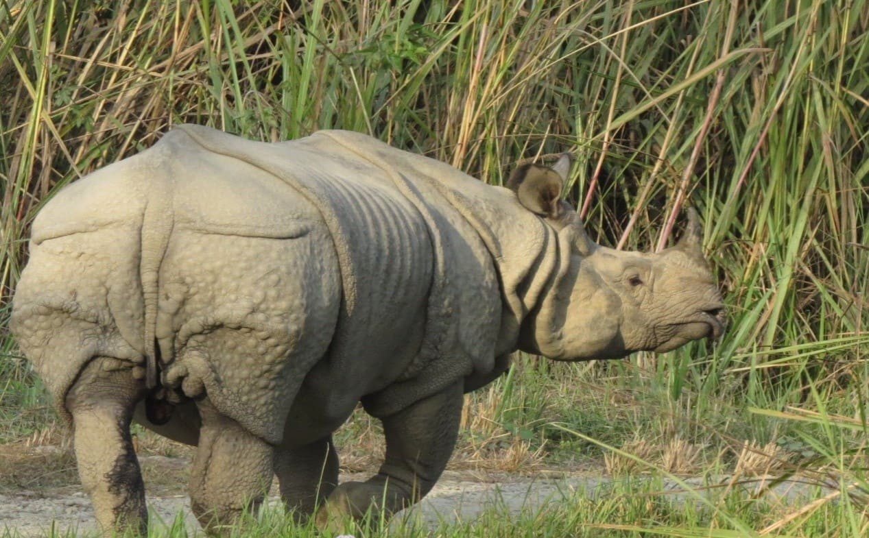 rhino of the year