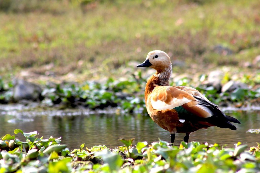 wildlife
